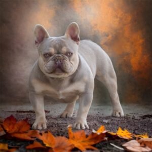 Tyler's father, a French Bulldog