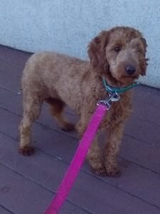 Eve – F1bb's mother, a Mini Goldendoodle