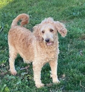Thomas – F1b's mother, a Goldendoodle