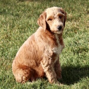 Odessa – F1b's mother, a Mini Goldendoodle
