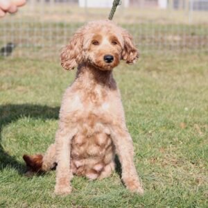 Jerry – f1b's mother, a Mini Goldendoodle