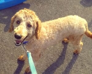 Maple – F1bb's mother, a Mini Goldendoodle