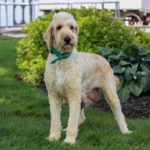 Sharla – f1bb's mother, a Goldendoodle