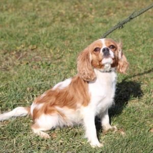 Joy – f1's mother, a Red & White Cavalier King Charles Spaniel