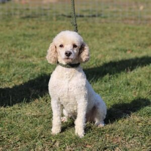 Jared – f1's father, a Red & White Mini Poodle
