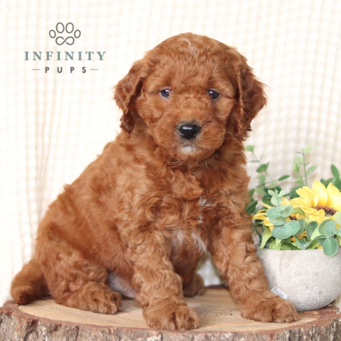 Ozzy - F1b • Goldendoodle - Mini • Infinity Pups