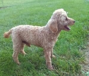 Navy – F1b's father, a Toy Poodle