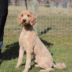 Jewel – f1b's father, a Red Poodle