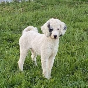 Trent – F1b's father, a Poodle