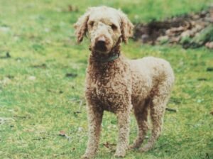 Lucy – F1's father, a Poodle