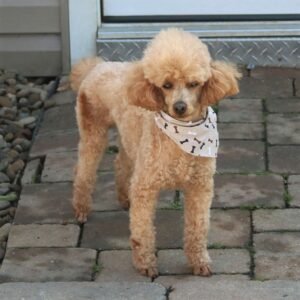 Playa – f1b's father, a Toy Poodle