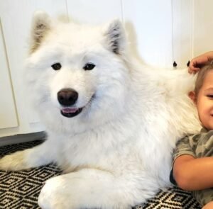 Ava – AKC's mother, a Samoyed