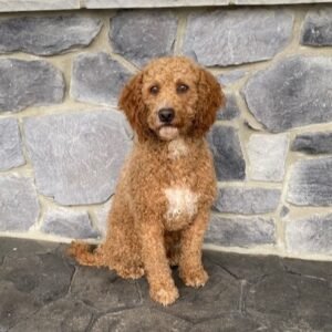 Lucky's father, a Mini Goldendoodle