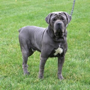 Reed – ICCF's father, a Cane Corso