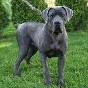 Reed – ICCF's mother, a Cane Corso