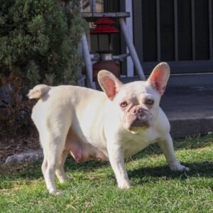 Haven – AKC's mother, a Platinum French Bulldog