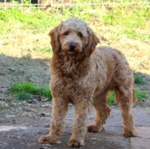 Ozzy – f1b's mother, a Mini Goldendoodle