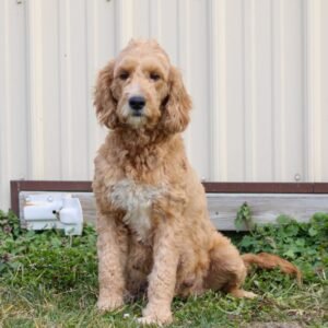 Layla's mother, a Mini Goldendoodle