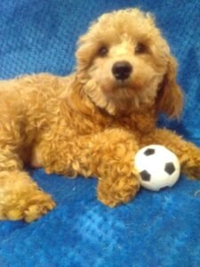 Clifford – Micro F1bb's mother, a Mini Goldendoodle