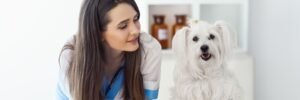 A Beginner’s Guide to Pet Insurance: Answering 8 Commonly Asked Questions 1