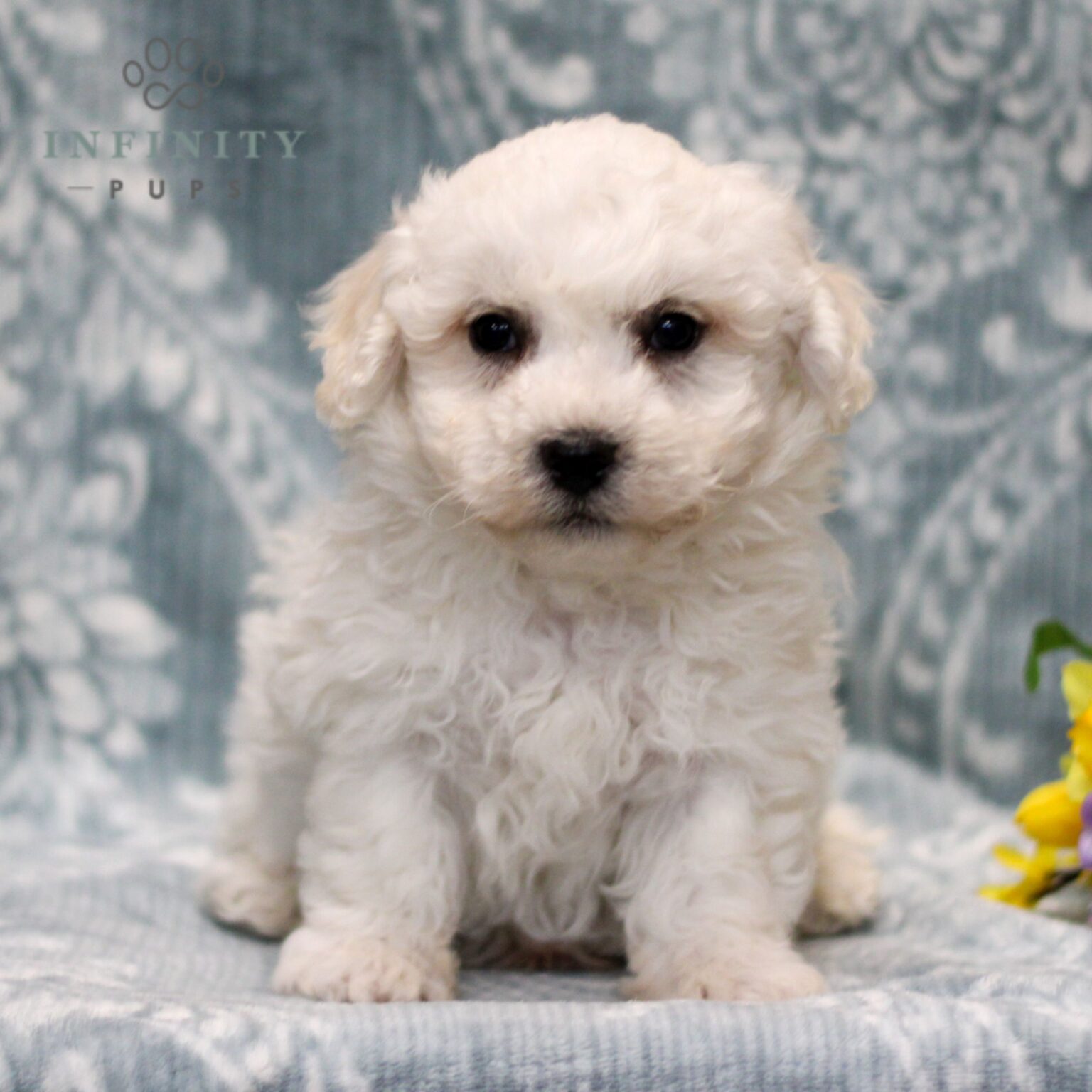 Bichon Frise Puppies For Sale • Adopt Your Puppy Today • Infinity Pups