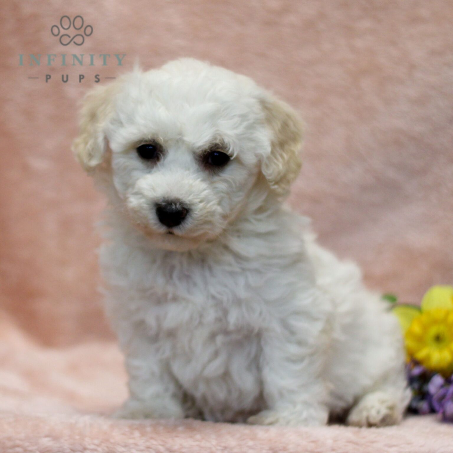 Bichon Frise Puppies For Sale • Adopt Your Puppy Today • Infinity Pups