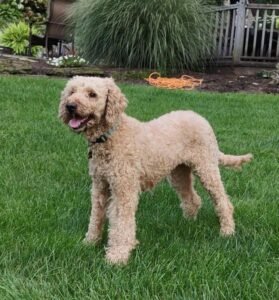 Amber – multi-gen's mother, a Mini Labradoodle 