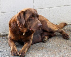 Carson – AKC's mother, a Chocolate Labrador Retriever