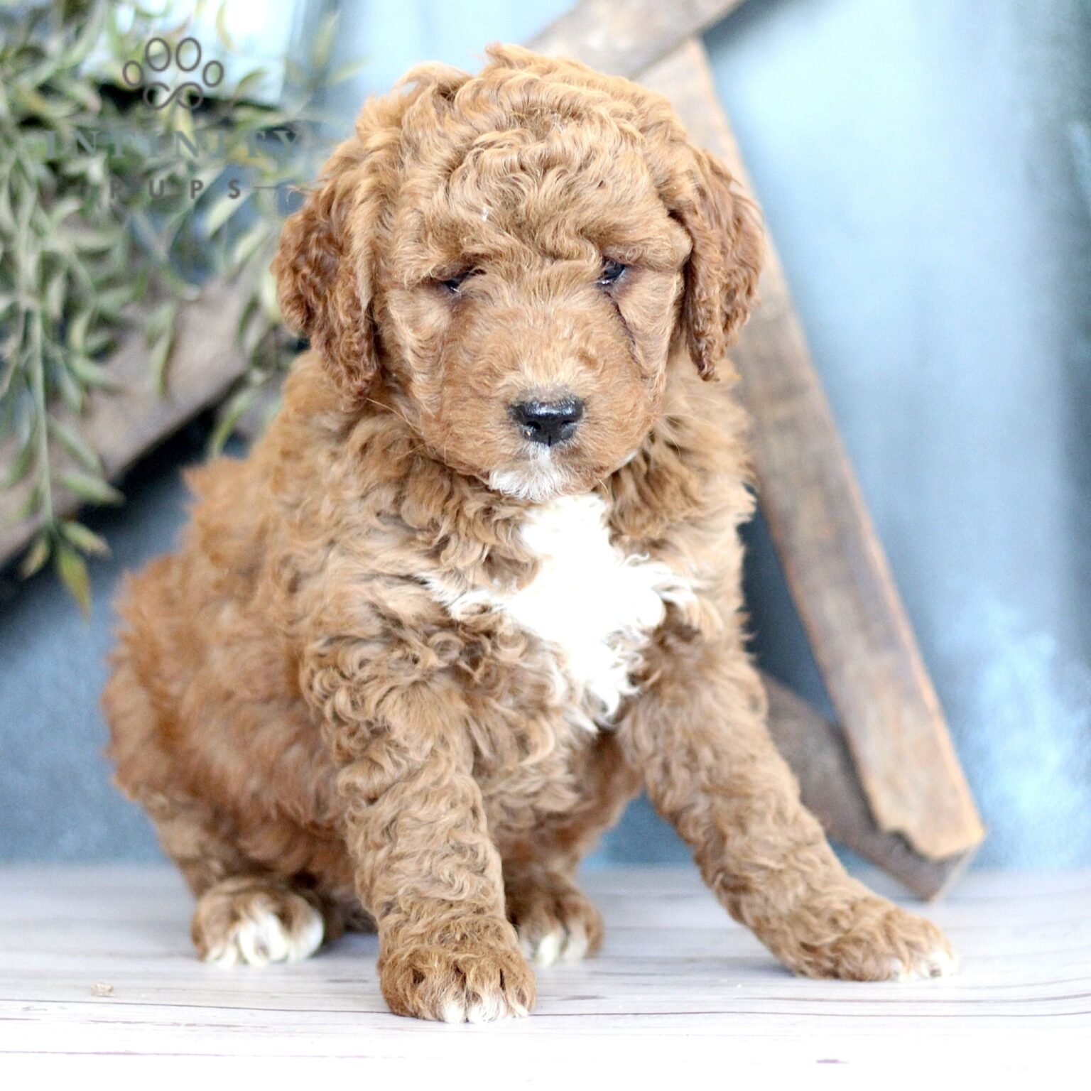 Lily - F1b • Goldendoodle - Mini • Infinity Pups