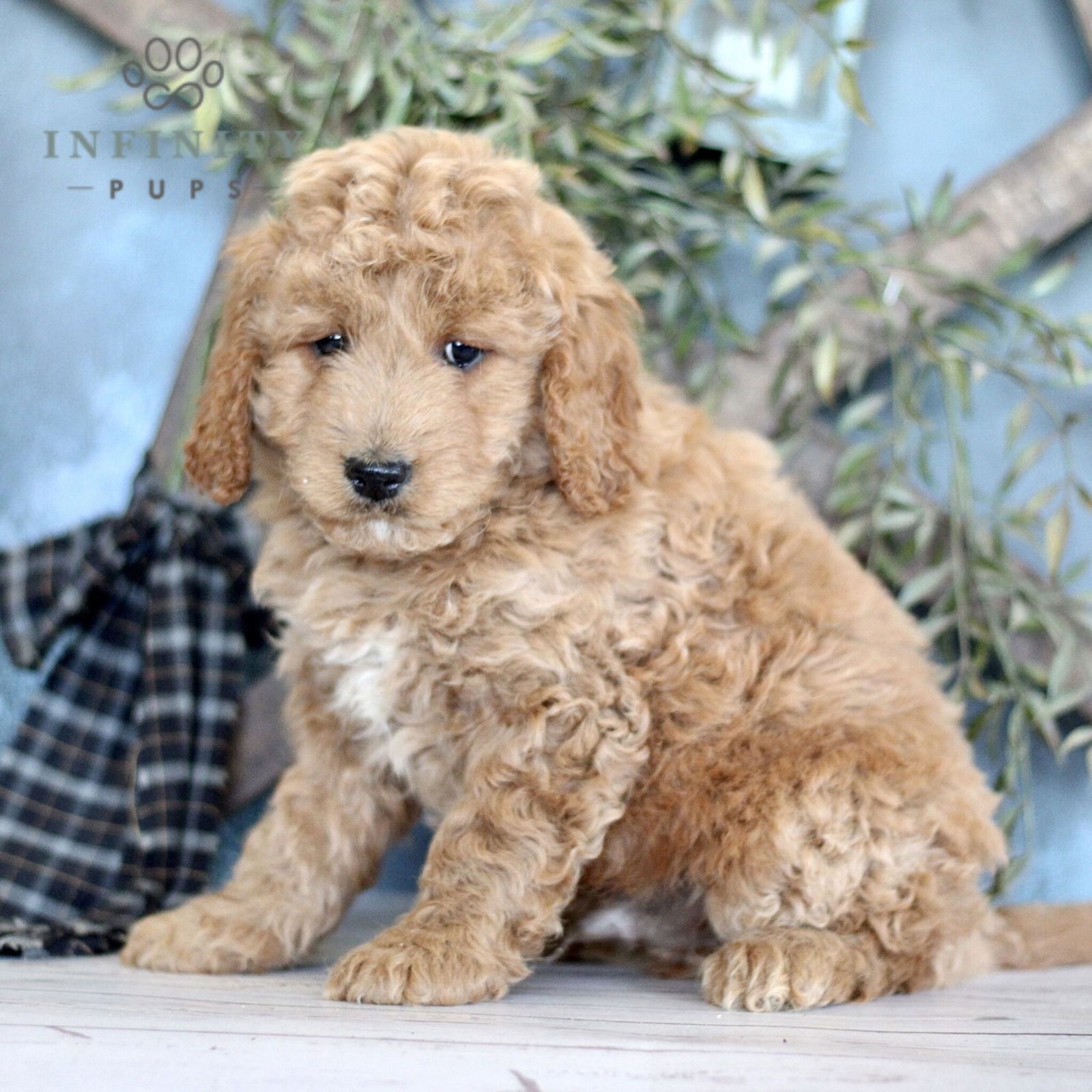 Find Your Mini Goldendoodle | Mini Goldendoodle Puppies For Sale ...