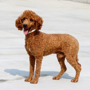 Oliver – f1b's father, a Poodle