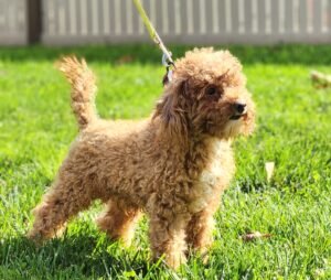 Dillon's father, a Toy Poodle