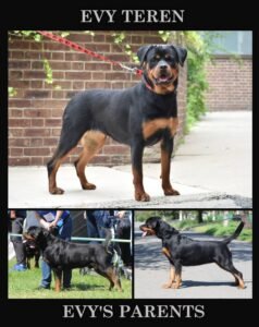 Charlotte – AKC's mother, a Rottweiler