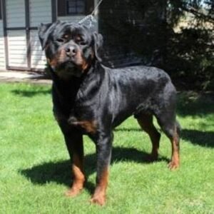 Bailey – AKC's father, a Rottweiler