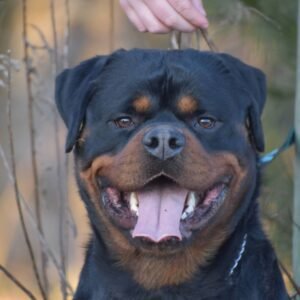 Charlotte – AKC's father, a Rottweiler