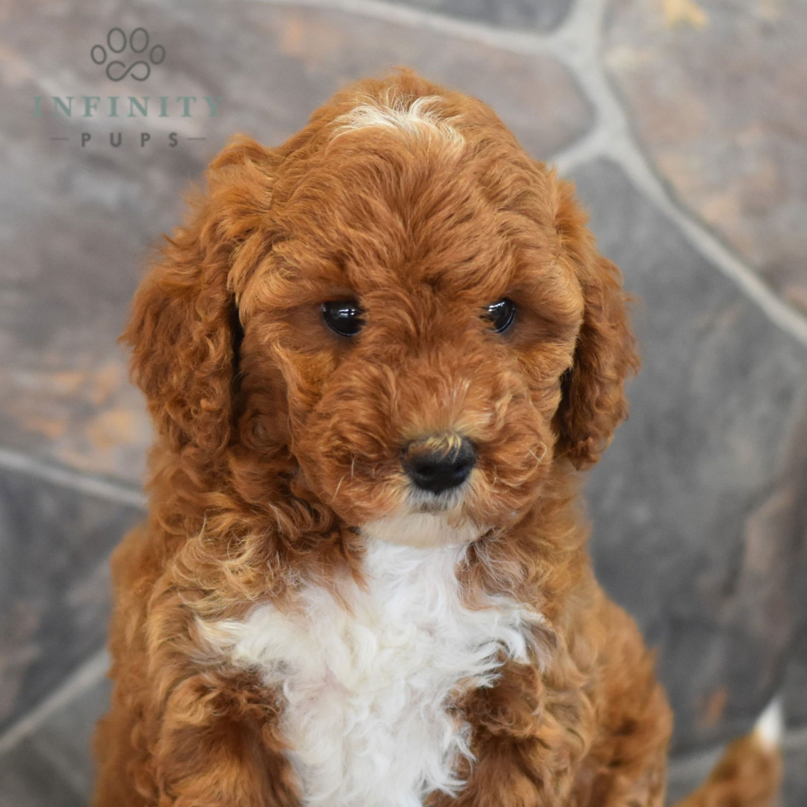 Angela - ACA • Poodle - Mini • Infinity Pups