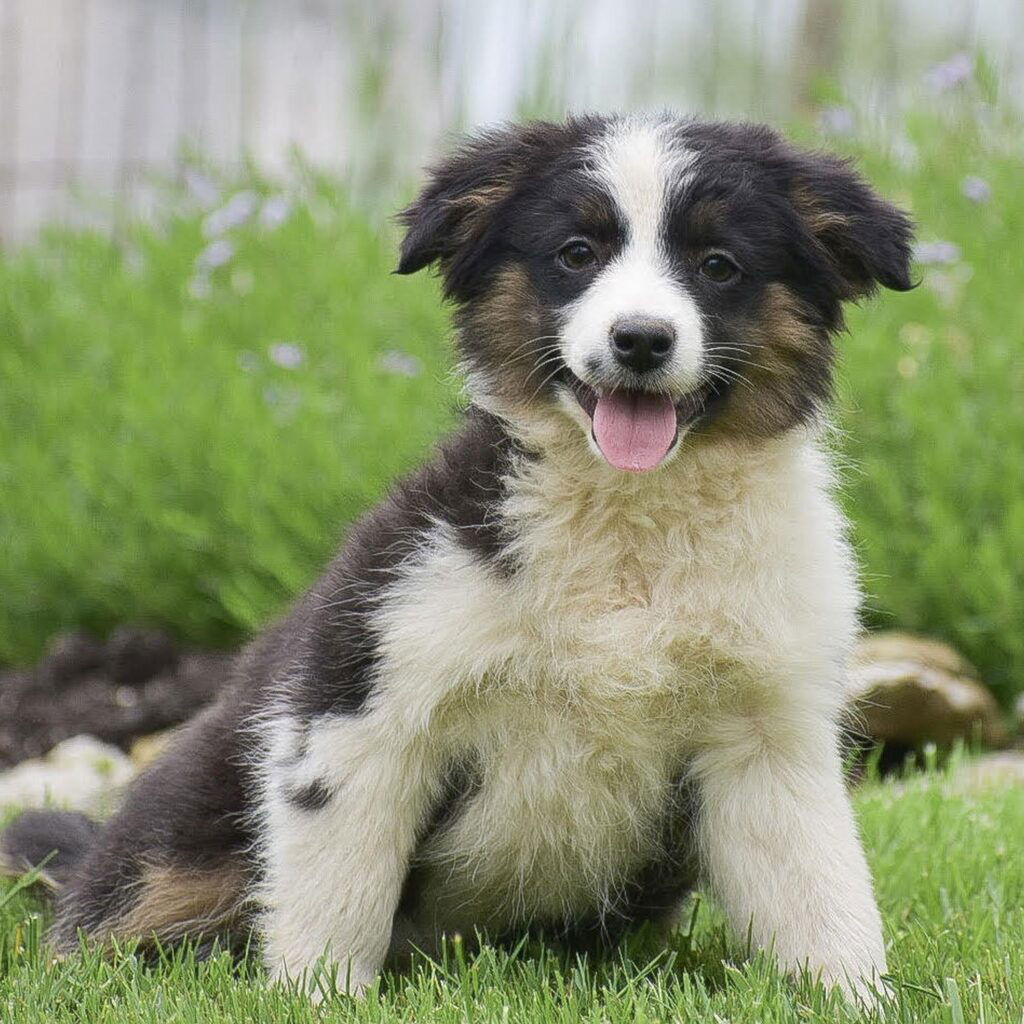 Mini Australian Shepherd Puppies For Sale • Adopt Your Puppy Today ...