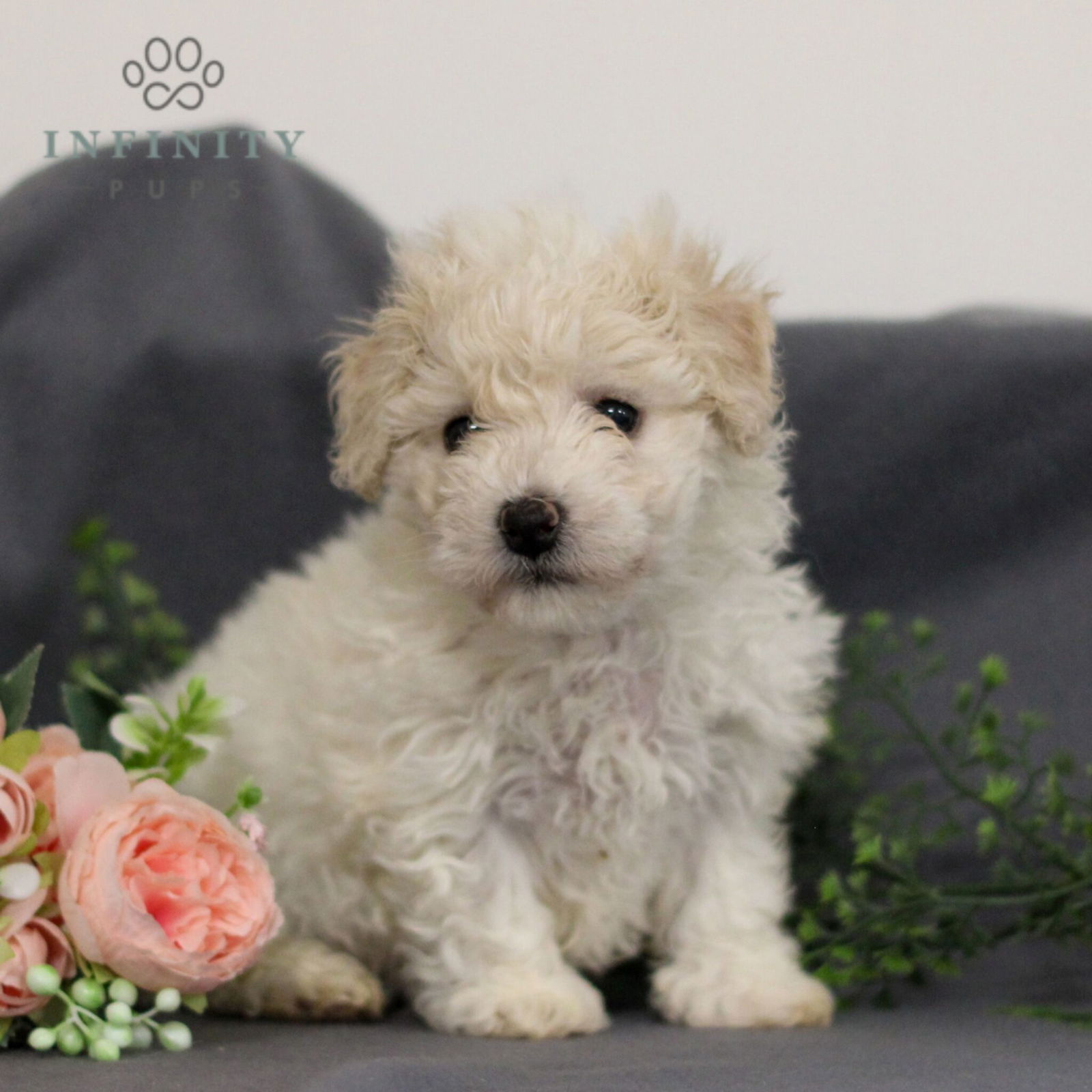 Bichon Frise Puppies For Sale • Adopt Your Puppy Today • Infinity Pups