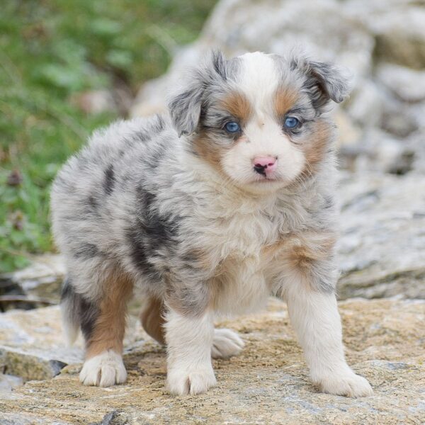 Mini Aussiedoodle Puppies For Sale • Adopt Your Puppy Today • Infinity Pups