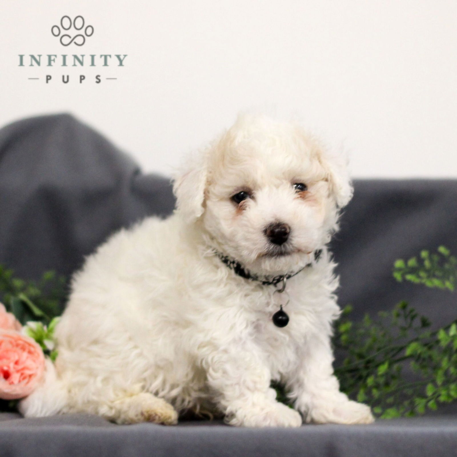 Bichon Frise Puppies For Sale • Adopt Your Puppy Today • Infinity Pups