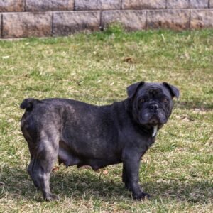 Asher – AKC's mother, a French Bulldog