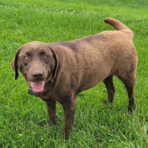 Darren – AKC's mother, a Chocolate Labrador Retriever