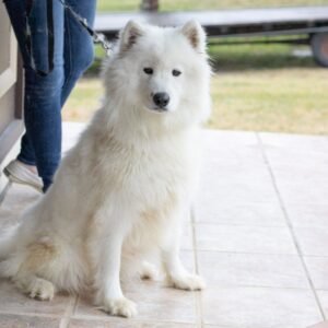 Molly – AKC's mother, a Samoyed