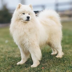 Molly – AKC's father, a Samoyed