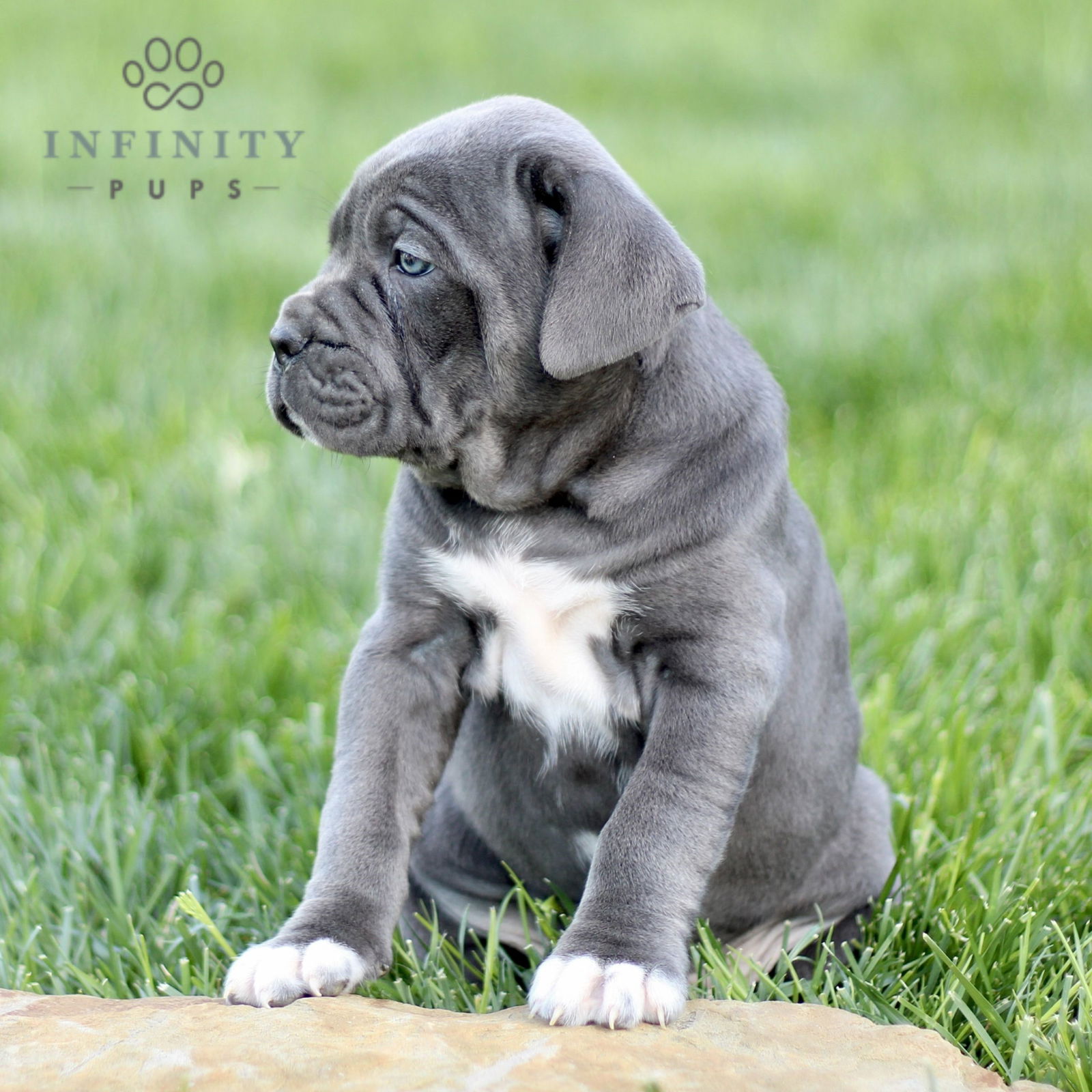 Charity - Iccf • Cane Corso • Infinity Pups