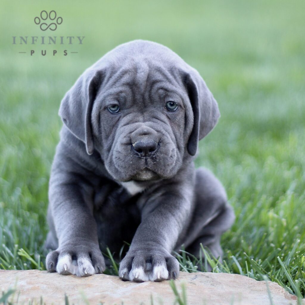 Charlie - Iccf • Cane Corso • Infinity Pups