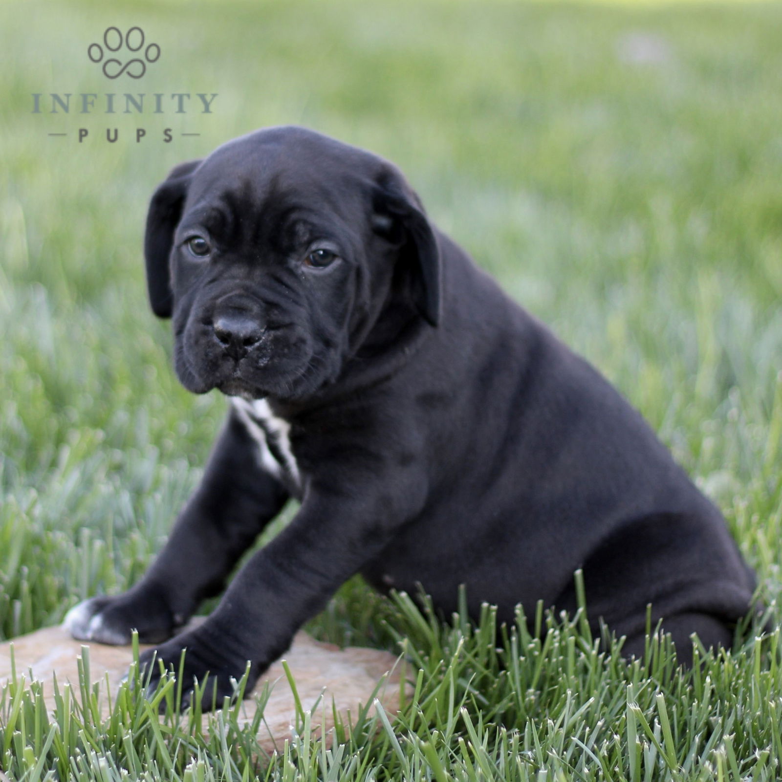 Cierra - Iccf • Cane Corso • Infinity Pups