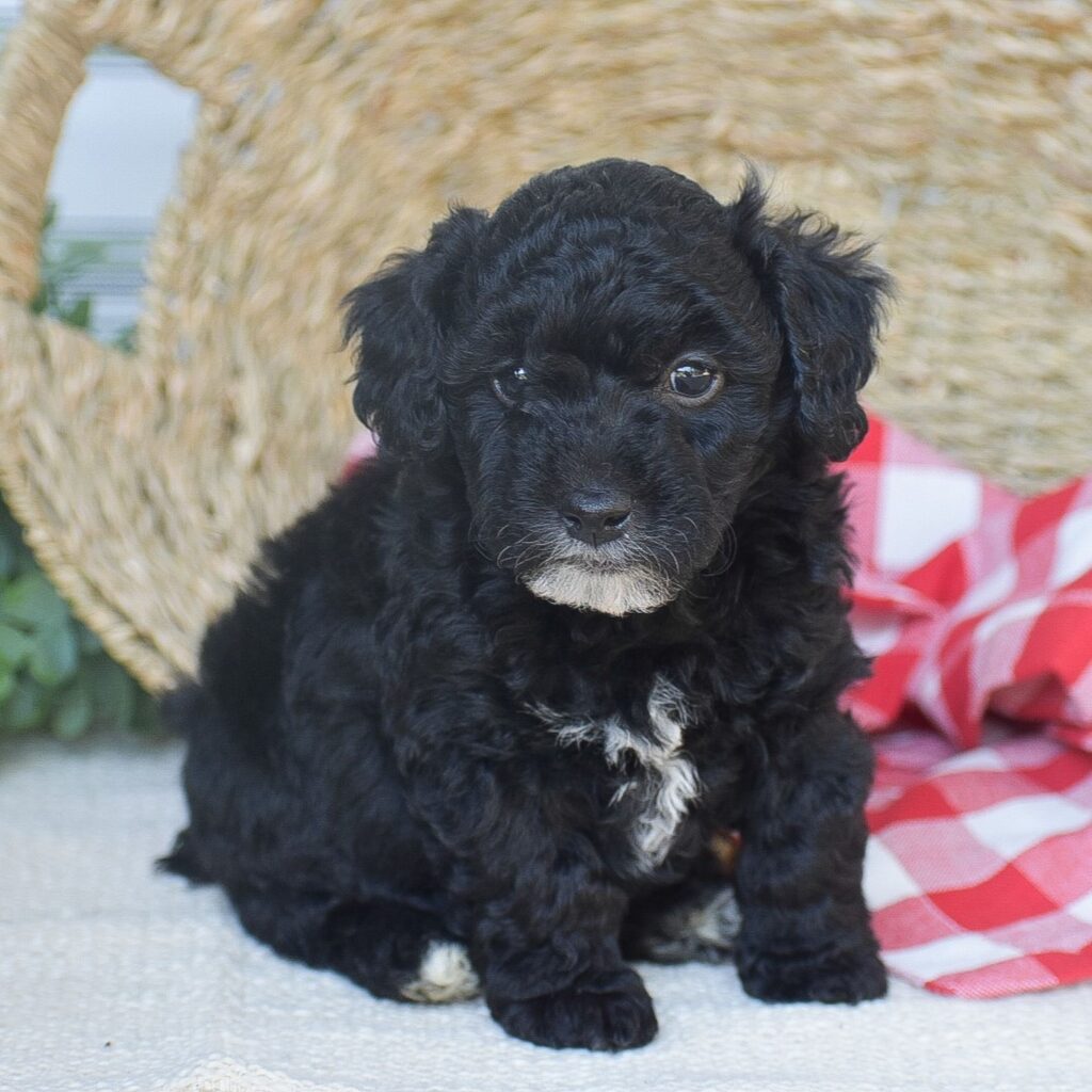 Cody • Poodle - Mini • Infinity Pups