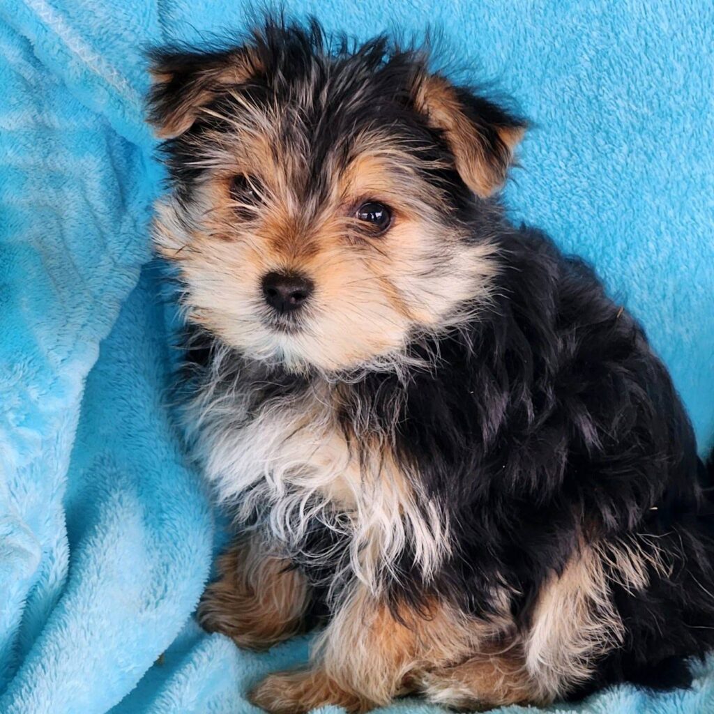 Morkie Puppies For Sale • Adopt Your Puppy Today • Infinity Pups