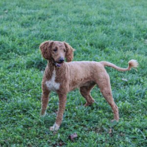 Bennett – F1bb's mother, a Mini Goldendoodle